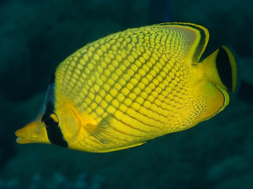 Latticed Butterflyfish - Chaetodon rafflesii - Wakatobi, Indonesia