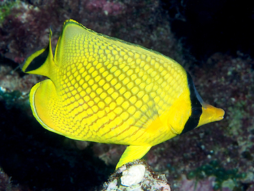 Latticed Butterflyfish - Chaetodon rafflesii - Great Barrier Reef, Australia