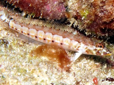 Latticed Sandperch - Parapercis clathrata - Yap, Micronesia