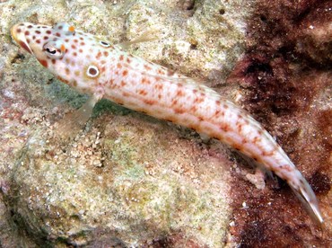 Latticed Sandperch - Parapercis clathrata - Yap, Micronesia