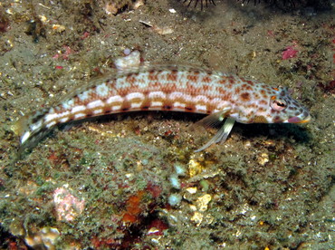 Latticed Sandperch - Parapercis clathrata - Dumaguete, Philippines