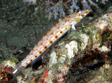 Latticed Sandperch - Parapercis clathrata - Fiji