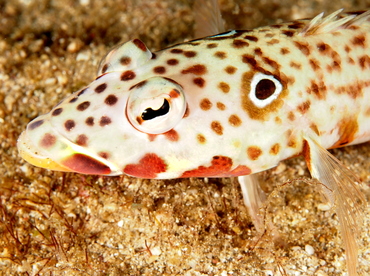 Latticed Sandperch - Parapercis clathrata - Anilao, Philippines