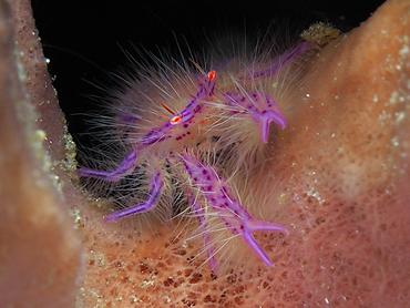 Hairy Squat Lobster - Lauriea siagiani - Komodo, Indonesia