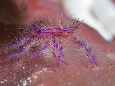 Hairy Squat Lobster - Lauriea siagiani - Komodo, Indonesia