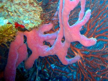 Lavender Rope Spounge - Niphates erecta - Bonaire