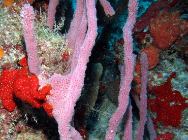 Lavender Rope Spounge - Niphates erecta - Aruba