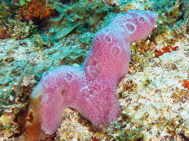 Lavender Rope Spounge - Niphates erecta - Cozumel, Mexico