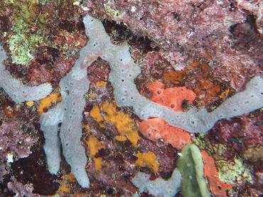 Lavender Rope Spounge - Niphates erecta - British Virgin Islands