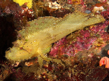Leaf Scorpionfish - Taenianotus triacanthus - Anilao, Philippines