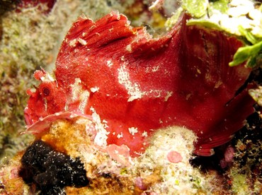 Leaf Scorpionfish - Taenianotus triacanthus - Palau