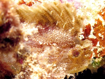 Leaf Scorpionfish - Taenianotus triacanthus - Palau