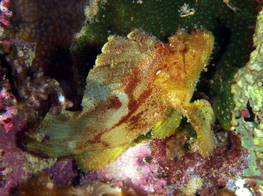 Leaf Scorpionfish - Taenianotus triacanthus - Fiji