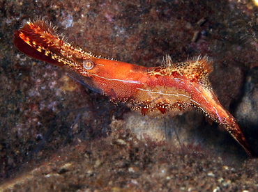 Donald Duck Shrimp - Leander plumosus - Bali, Indonesia