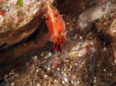 Donald Duck Shrimp - Leander plumosus - Bali, Indonesia