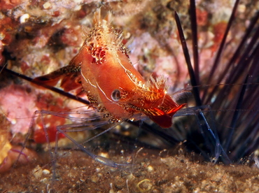 Donald Duck Shrimp - Leander plumosus - Bali, Indonesia