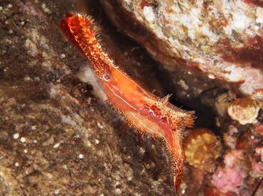 Donald Duck Shrimp - Leander plumosus - Bali, Indonesia