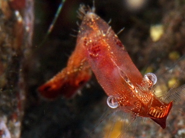 Donald Duck Shrimp - Leander plumosus - Bali, Indonesia