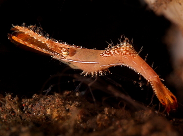 Donald Duck Shrimp - Leander plumosus - Bali, Indonesia