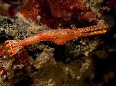 Donald Duck Shrimp - Leander plumosus - Anilao, Philippines