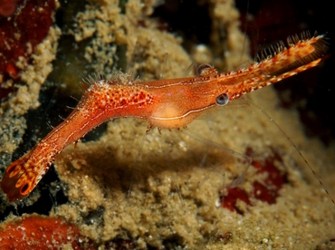 Donald Duck Shrimp - Leander plumosus - Anilao, Philippines