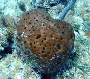 Leathery Barrel Sponge - Geodia neptuni - Bimini, Bahamas
