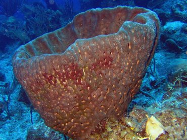 Leathery Barrel Sponge - Geodia neptuni - Turks and Caicos