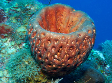 Leathery Barrel Sponge - Geodia neptuni - Turks and Caicos
