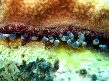 Hidden Anemone - Lebrunia coralligens - Aruba