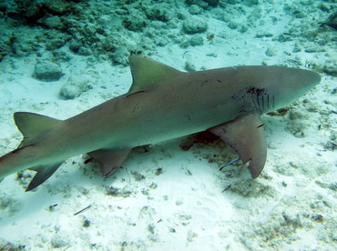 Lemon Shark - Negaprion brevirostris - The Exumas, Bahamas