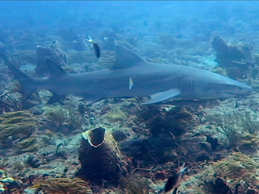 Lemon Shark - Negaprion brevirostris - Palm Beach, Florida