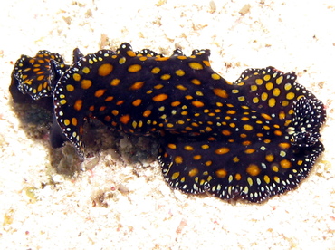 Leopard Flatworm - Pseudobiceros pardalis - Grand Cayman