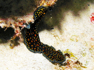 Leopard Flatworm - Pseudobiceros pardalis - Grand Cayman