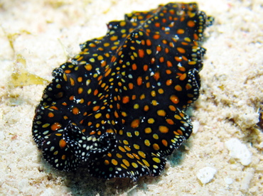 Leopard Flatworm - Pseudobiceros pardalis - Grand Cayman