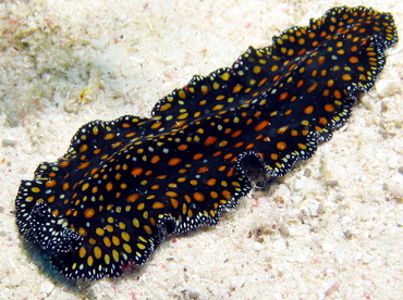 Leopard Flatworm - Pseudobiceros pardalis - Grand Cayman