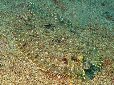 Leopard Flounder - Bothus pantherinus - Dumaguete, Philippines