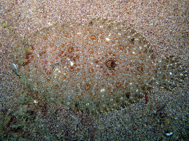 Leopard Flounder - Bothus pantherinus - Dumaguete, Philippines