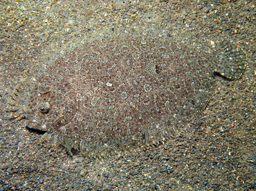 Leopard Flounder - Bothus pantherinus - Lembeh Strait, Indonesia