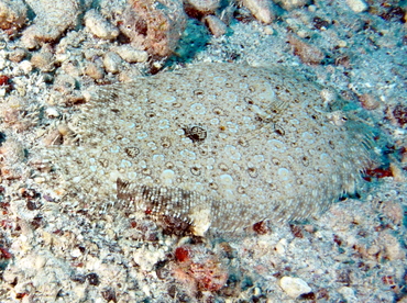 Leopard Flounder - Bothus pantherinus - Big Island, Hawaii