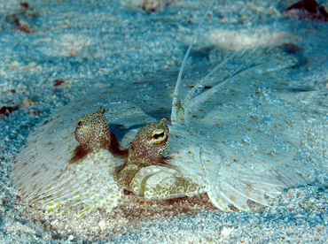 Leopard Flounder - Bothus pantherinus - Wakatobi, Indonesia