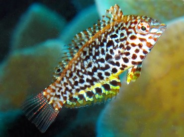 Leopard Wrasse - Macropharyngodon meleagris - Yap, Micronesia