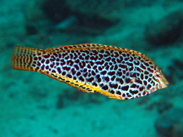 Leopard Wrasse - Macropharyngodon meleagris - Anilao, Philippines