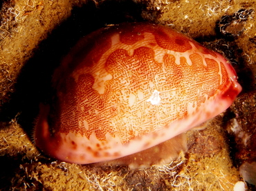 Map Cowry - Leporicypraea mappa - Lembeh Strait, Indonesia