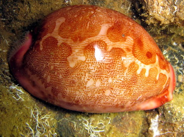 Map Cowry - Leporicypraea mappa - Lembeh Strait, Indonesia