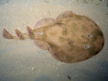 Lesser Electric Ray - Narcine brasiliensis - Belize