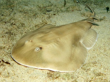 Lesser Electric Ray - Narcine brasiliensis - Cozumel, Mexico