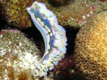Lettuce Sea Slug - Elysia crispata - Bonaire