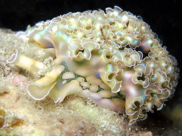 Lettuce Sea Slug - Elysia crispata - St John, USVI