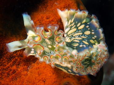 Lettuce Sea Slug - Elysia crispata - Belize