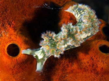 Lettuce Sea Slug - Elysia crispata - Belize